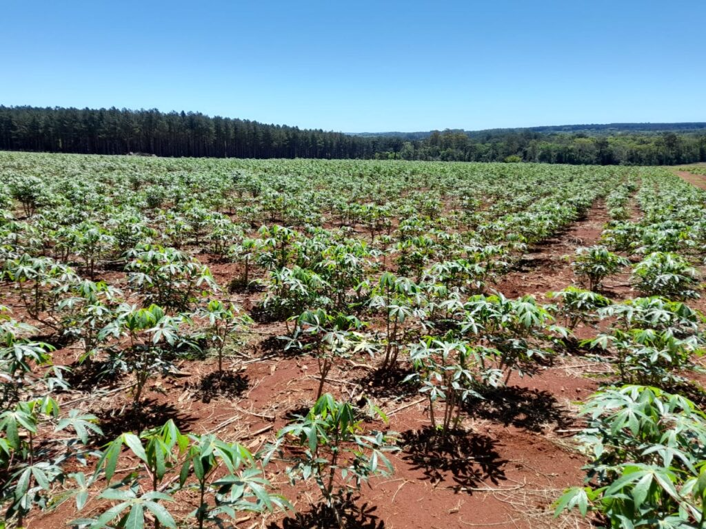 El informe agrícola que expone las dificultades del pequeño productor
