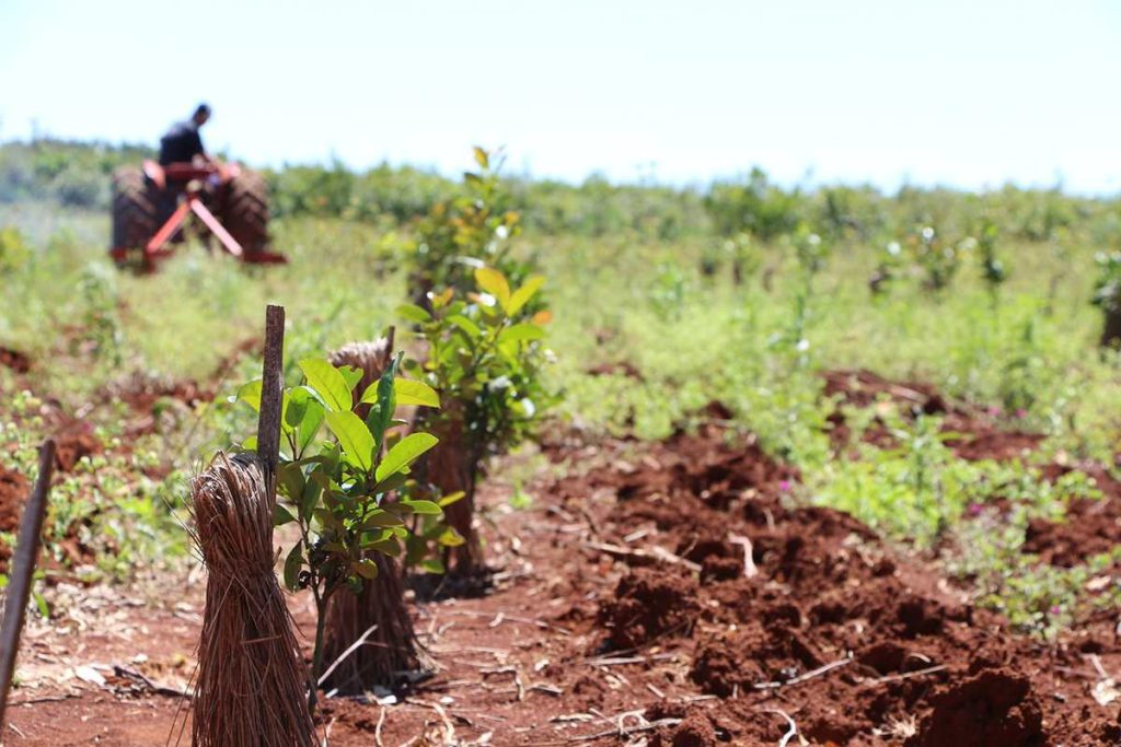 Cooperativas rurales, historia y arraigo en Entre Ríos