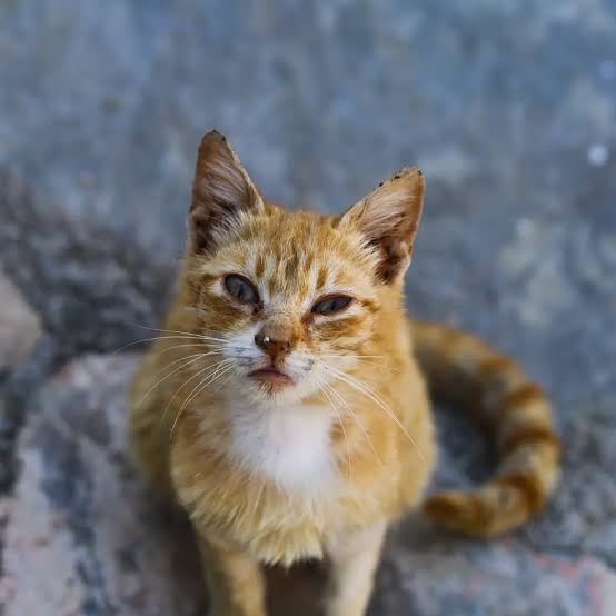 Animales comunitarios, vecinos solidarios y una nueva ordenanza con más interrogantes que respuestas
