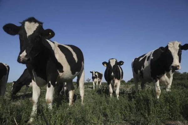 Del ranking al territorio: la integración que potencia al cooperativismo lácteo cordobés