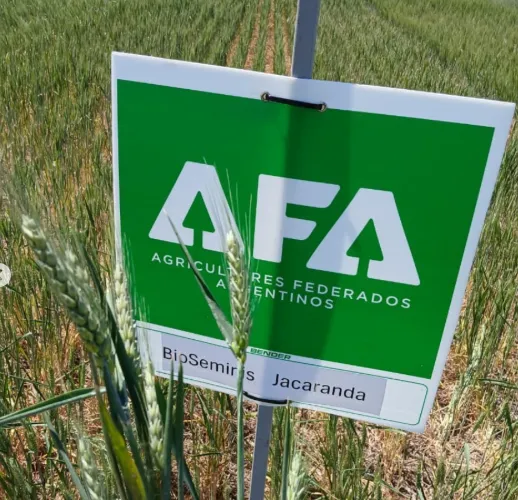 Los mejores rindes del informe AFA de enero y el factor decisivo para el pequeño productor